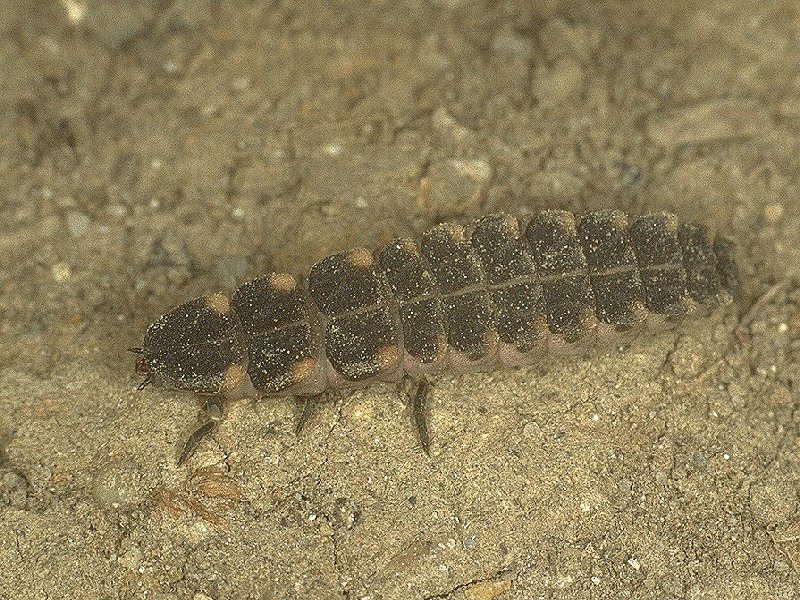 Glow-worm, Female (Roger Key)